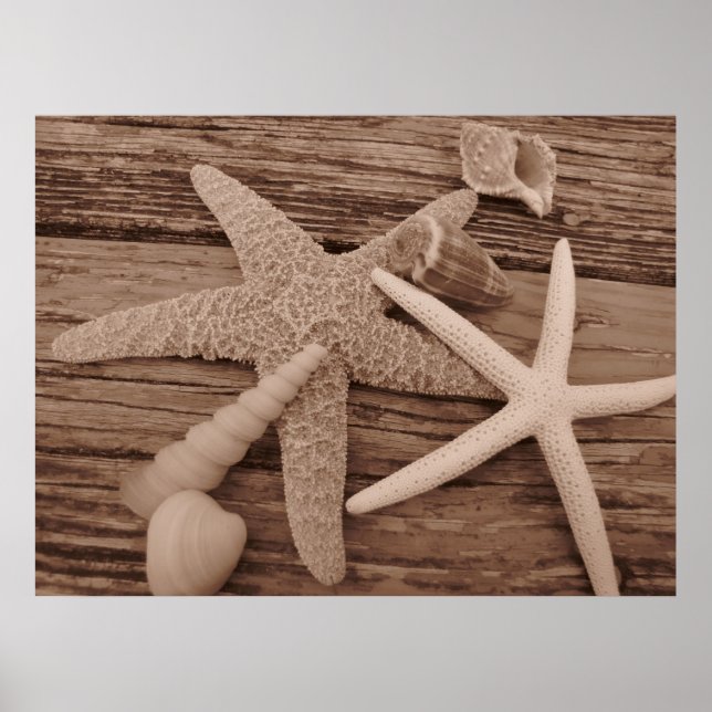 Shell Collection Poster (Front)