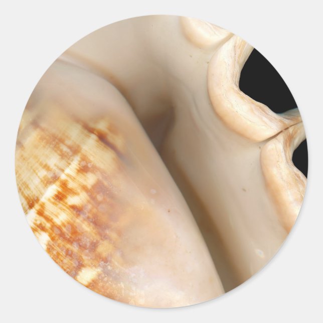Shell - Conchology - Conch Classic Round Sticker (Front)