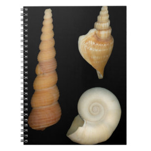 Shell - Conchology - Shells Notebook