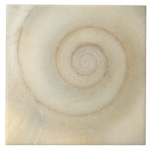 Shell - Conchology - White Spiral Ceramic Tile