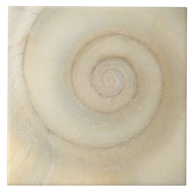Shell - Conchology - White Spiral Ceramic Tile (Front)