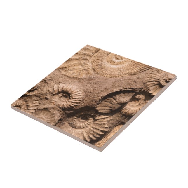Shell Fossils Ceramic Tile (Side)