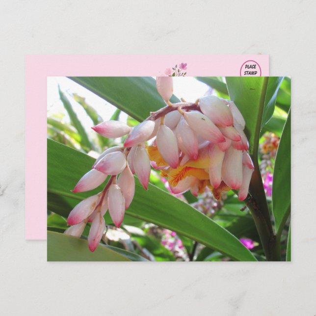 Shell Ginger Flowers Floral Postcard (Front/Back)