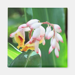 Shell Ginger Photo Square Magnet