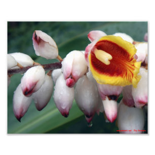 Shell Gingers Photo Print