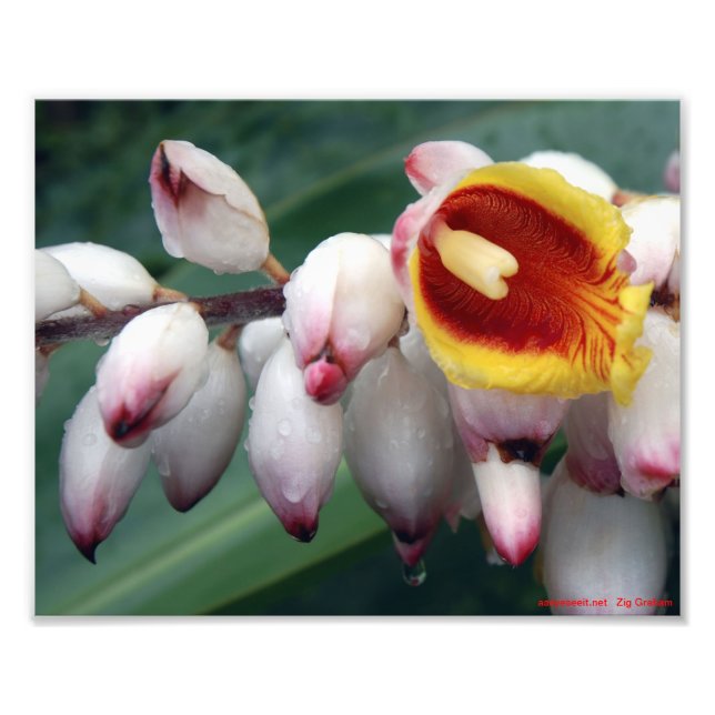 Shell Gingers Photo Print (Front)