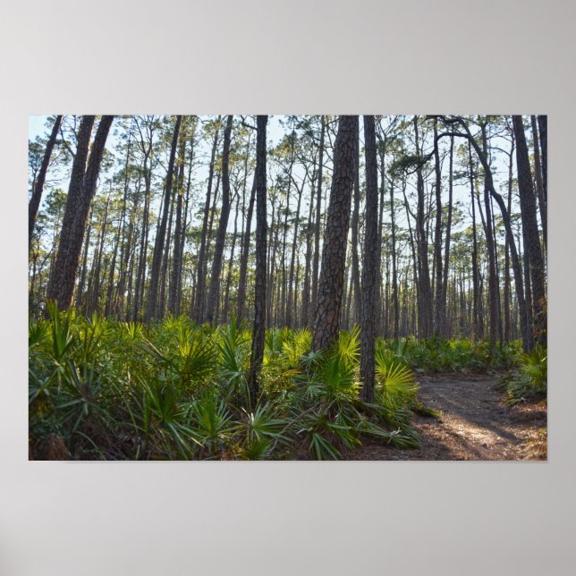 Shell Mound Park Trail, Dauphin Island, Al Poster (Front)