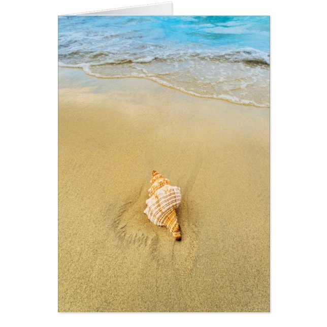 Shell On Beach | Jamaica (Front)