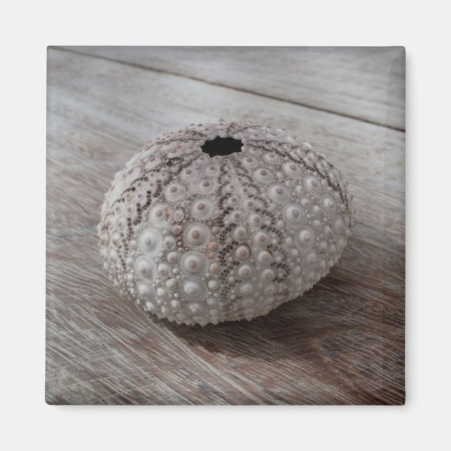 Shell On Top Of A Wooden Table Magnet (Front)