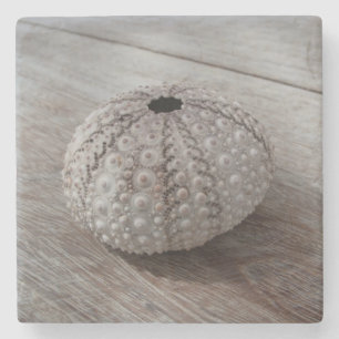 Shell On Top Of A Wooden Table Stone Coaster