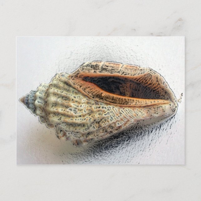 Shell Postcard (Front)