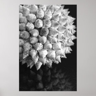 Shell Sphere Poster