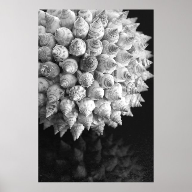 Shell Sphere Poster (Front)