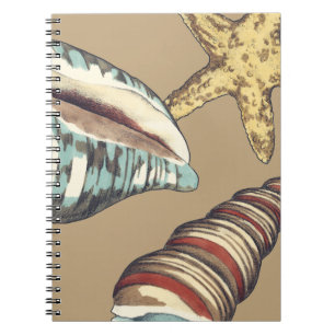 Shell Trio on Khaki Notebook