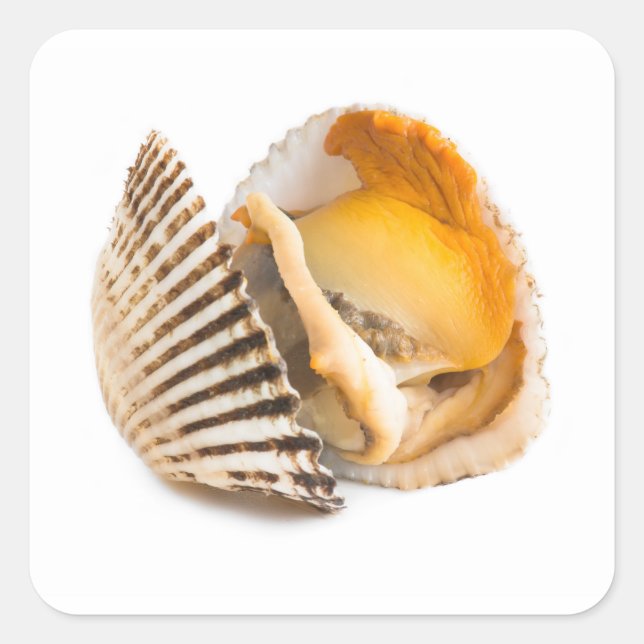 Shellfish Square Sticker (Front)