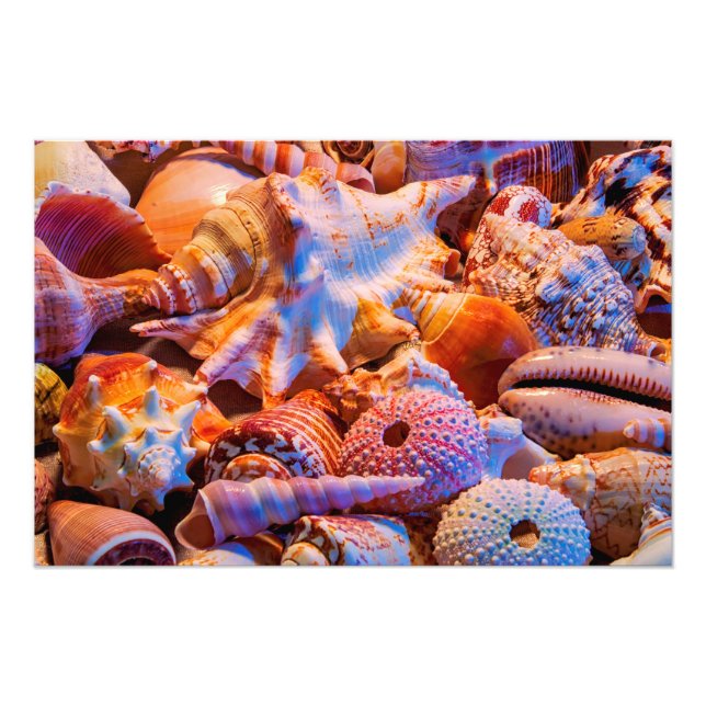 Shells 1 photo print (Front)