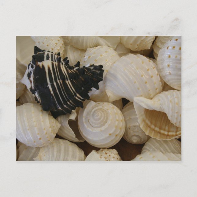 Shells I Postcard (Front)