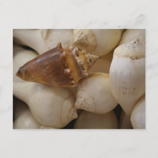 Shells II Postcard