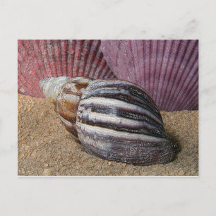 Shells in the Sand Postcard