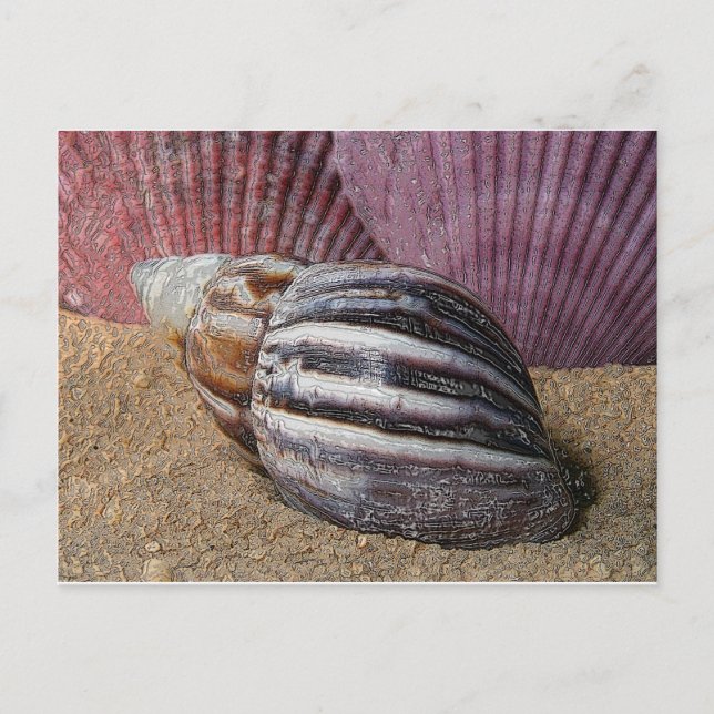 Shells in the Sand Postcard (Front)