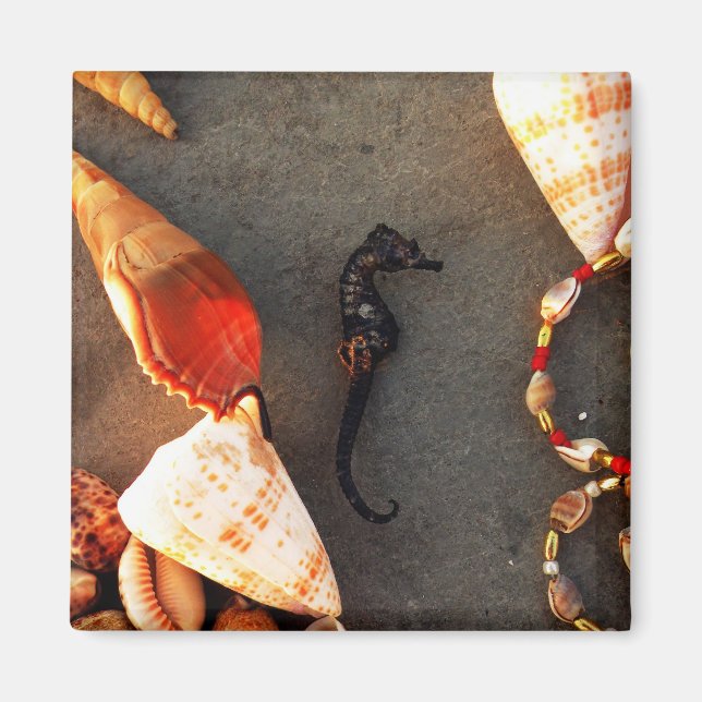 Shells Magnet (Front)