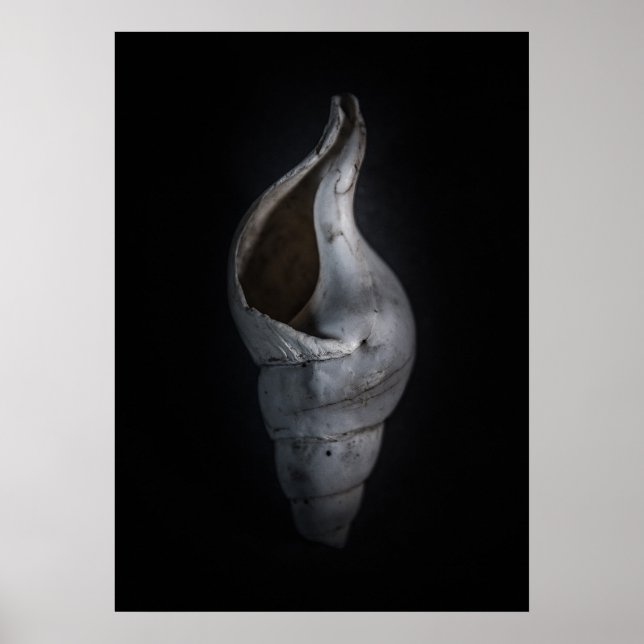 Shells No 4 Colour Version Poster (Front)