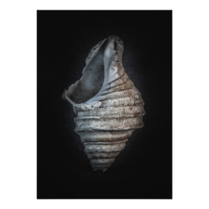 Shells No 6 Color Version Photo Print