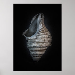 Shells No 6 Color Version Poster