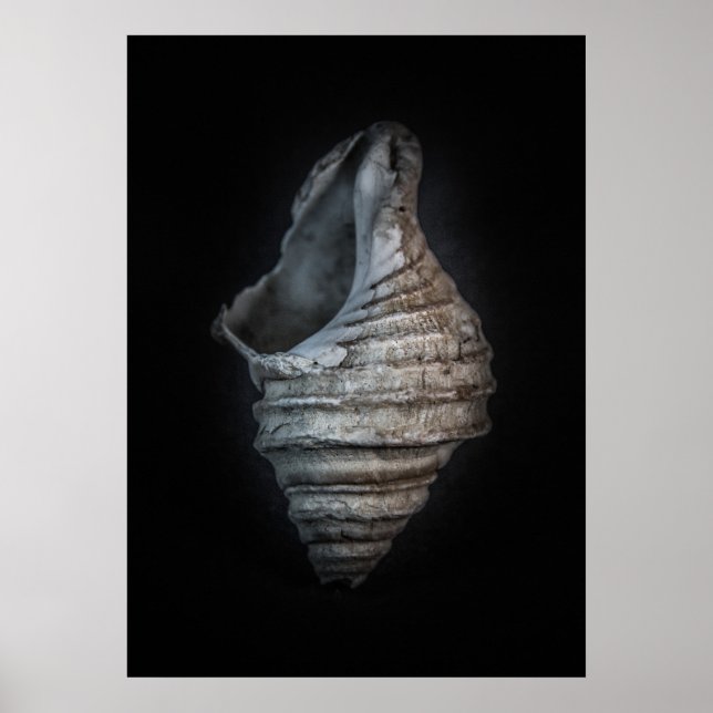 Shells No 6 Color Version Poster (Front)