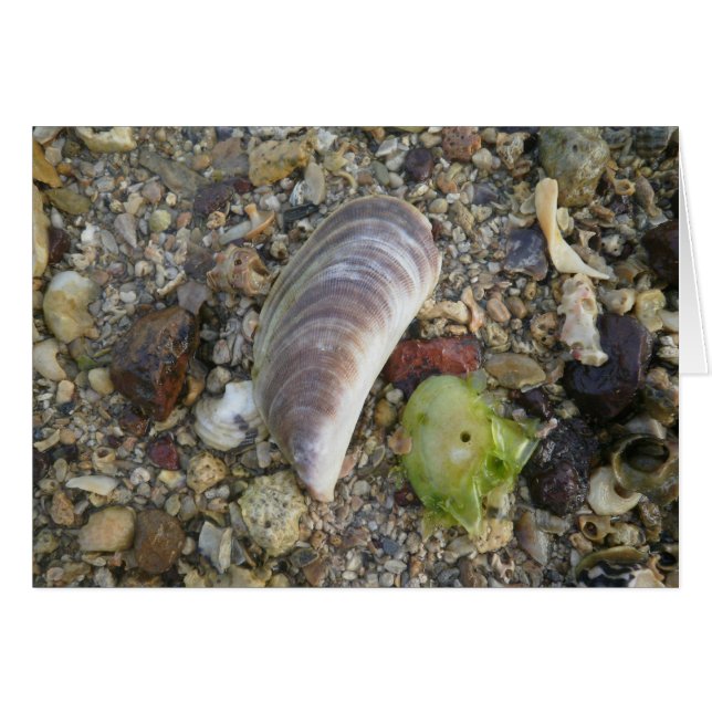 Shells on a Beach (Front Horizontal)