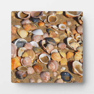 Shells On A Sandy Beach Andalusia, Spain Plaque