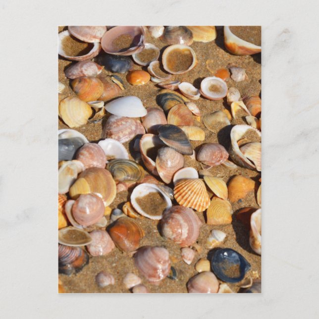 Shells On A Sandy Beach | Andalusia, Spain Postcard (Front)