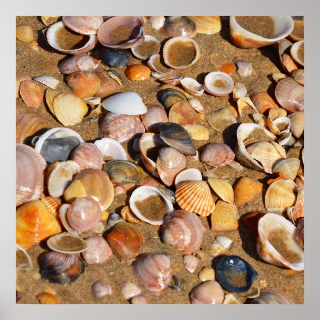 Shells On A Sandy Beach | Andalusia, Spain Poster (Front)