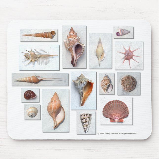 Shells on White Mouse Pad (Front)