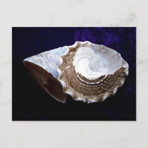 Shells Postcard