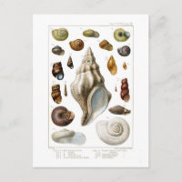 Shells