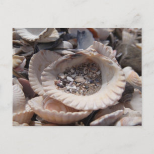Shells Postcard