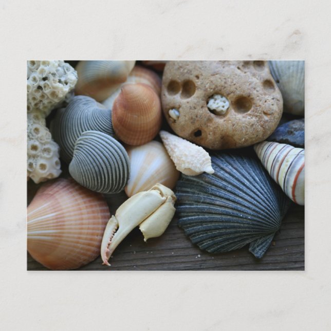 shells postcard (Front)