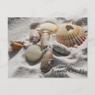 Shells Postcard