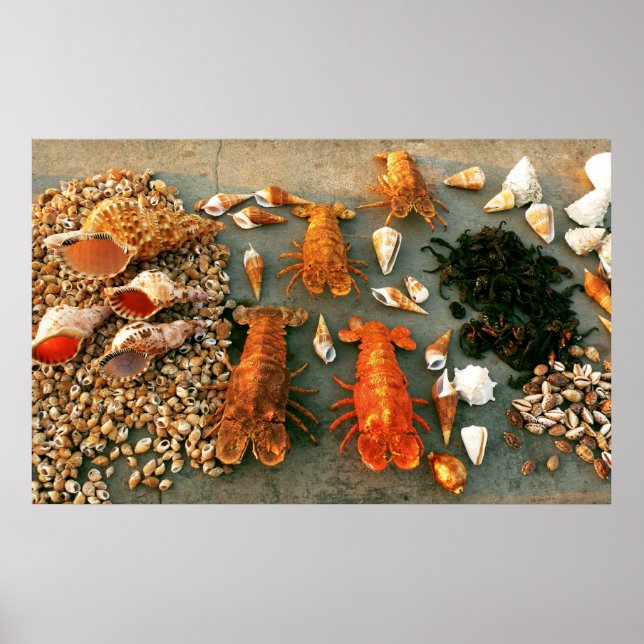 shells poster (Front)