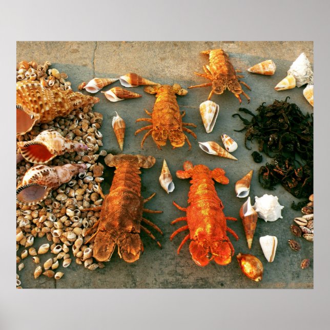 shells poster (Front)