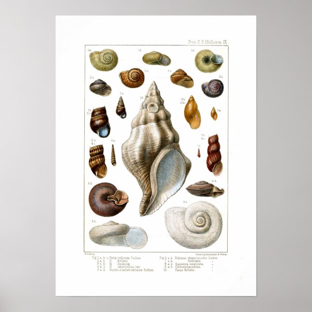 Shells Poster (Front)