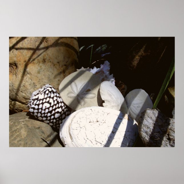 Shells Poster (Front)