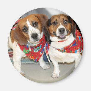 Shelter Beagles Photo Magnet