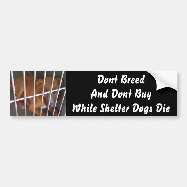Shelter Dogs Die Bumper Sticker (Front)