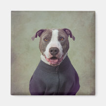 Shelter Pets Project - Major Good Boy