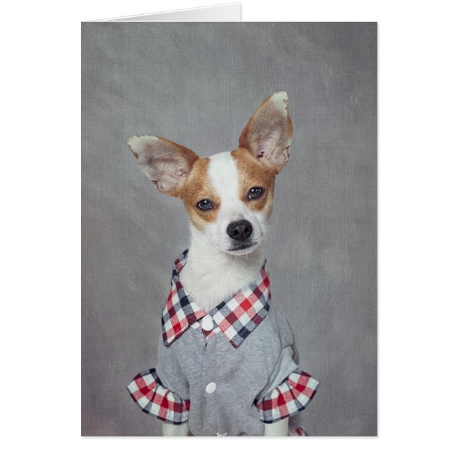 Shelter Pets Project - Tsunami (Front)