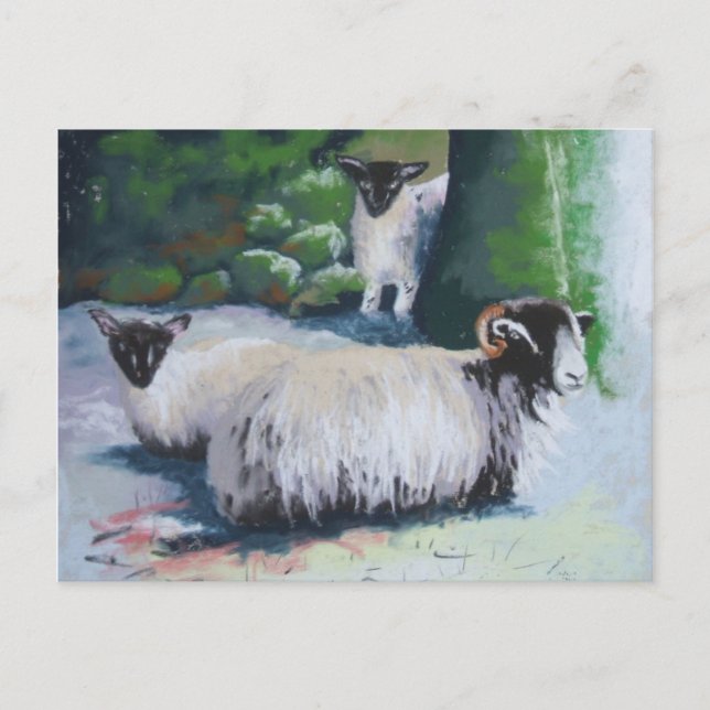 Sheltering Sheep Postcard (Front)