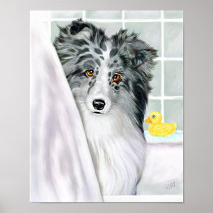 Sheltie Bath Bi Blue Poster