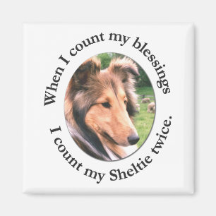 Sheltie Blessing Magnet